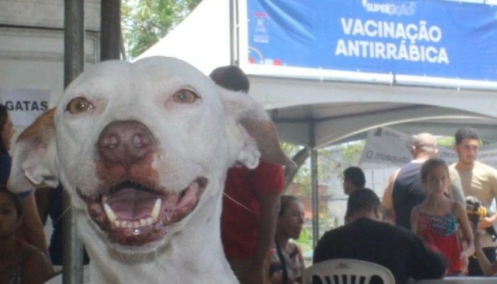 ANTIRRÁBICA PETS