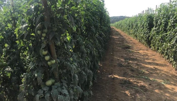 TOMATES VV